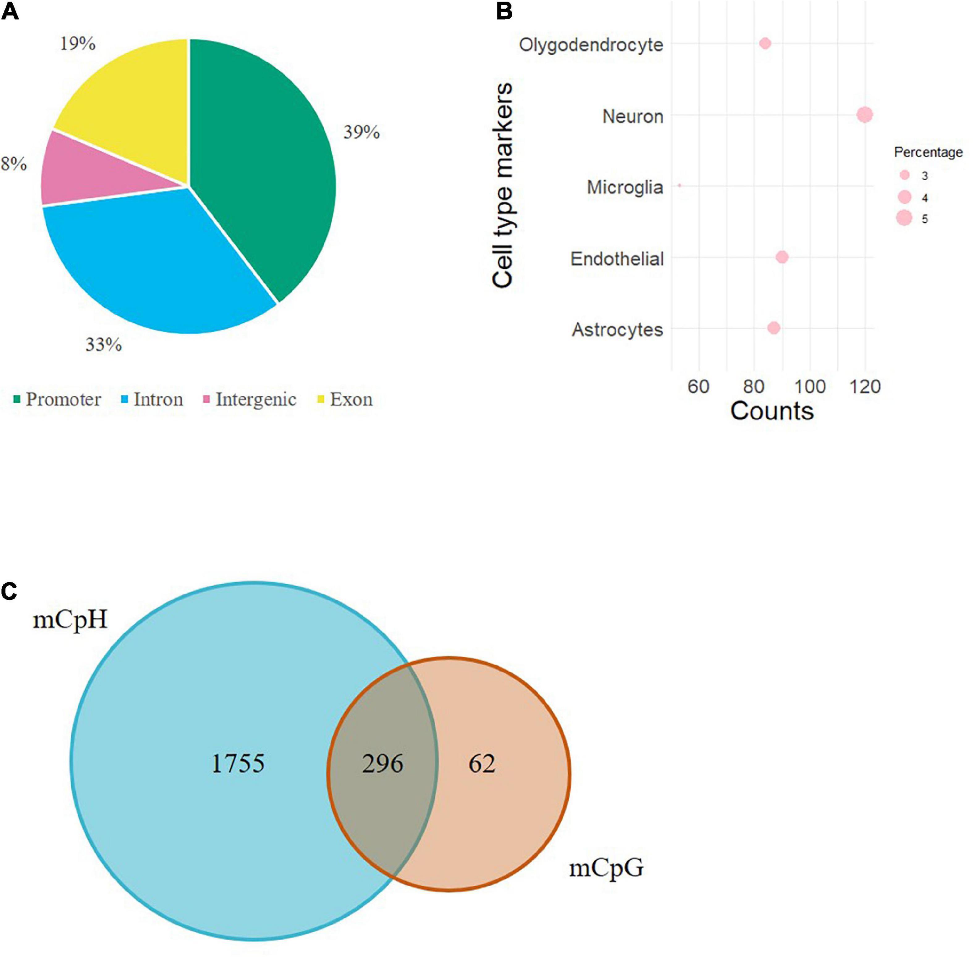 CpH methylome analysis in human cortical neurons identifies novel gene pathways and drug targets for opioid use disorder